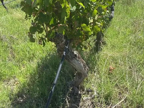 Finca en Monte Caseros