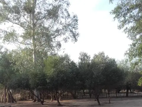 Campo - Ulapes