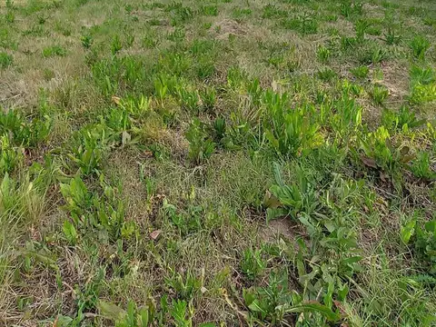 Chacra en calle 683 (Ruta 41 km 111,5)