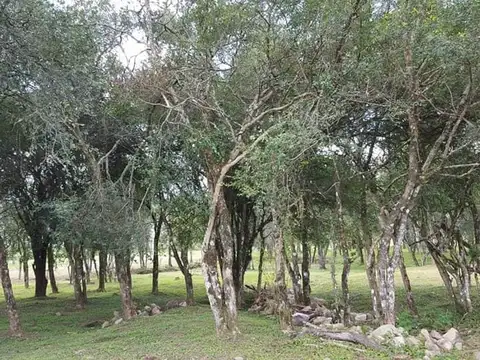 La Caldera. Potreros de La Caladera. Lote