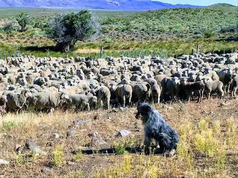 Campo en Esquel - 2.500 has - RN 40
