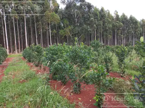 Campo en venta de 1017 has, Forestal mixto 80 % aprovechable,  Virasoro Corrientes