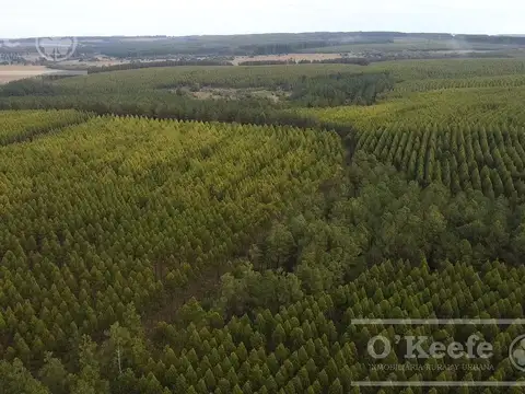 Campo en venta de 1017 has, Forestal mixto 80 % aprovechable,  Virasoro Corrientes