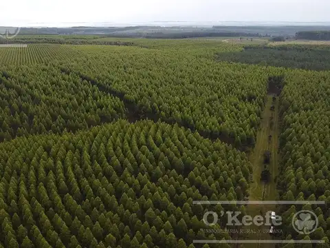 Campo en venta de 1017 has, Forestal mixto 80 % aprovechable,  Corrientes