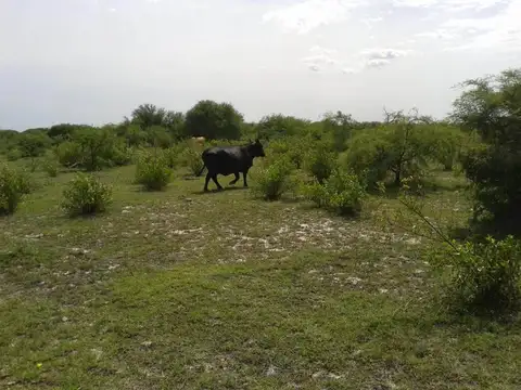 Venta CAMPO GANADERO 462hs- La Camila, San Justo