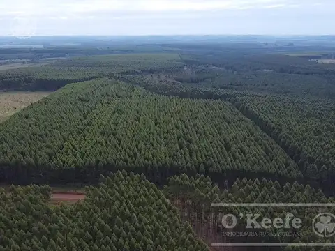 Campo en venta de 561 has en Virasoro, Corrientes