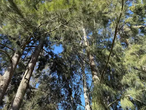 437 139 y 140 El Rincon, Arturo Segui