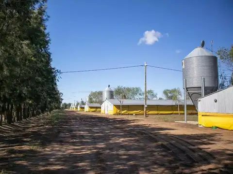 Granja avicola en venta 30 galpones en 25 de Mayo Buenos Aires