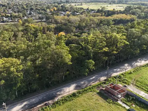 Arbolada de Longchamps. B° Parque. Espora esq Zeballos