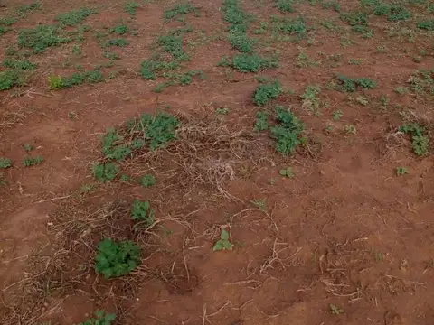 Campo Mixto (Agrícola y ganadero) 9.000 Hectáreas