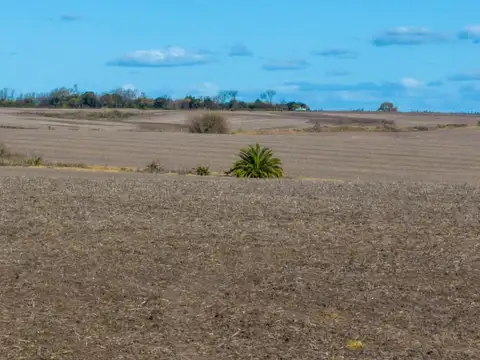 Hernandez 37 hectareas