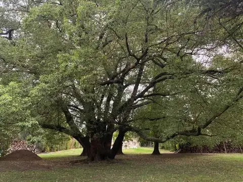 buen lote 50 mts de Storni (La Reja)