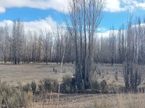 VENTA CHACRA 4 HECTÁREAS - PLOTTIER