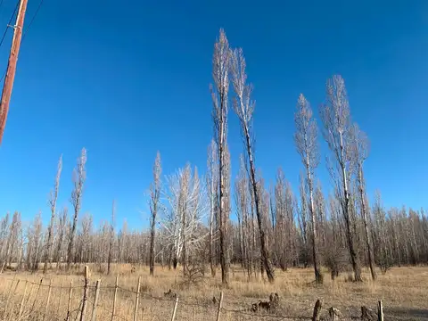 VENTA CHACRA 4 HECTÁREAS - PLOTTIER