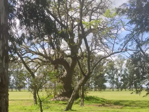 Santos 1800