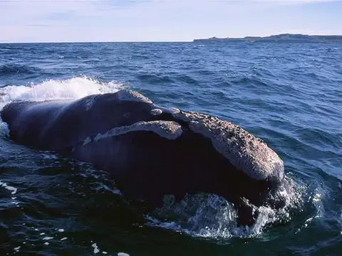 Puerto Madryn Estancia sobre el Mar