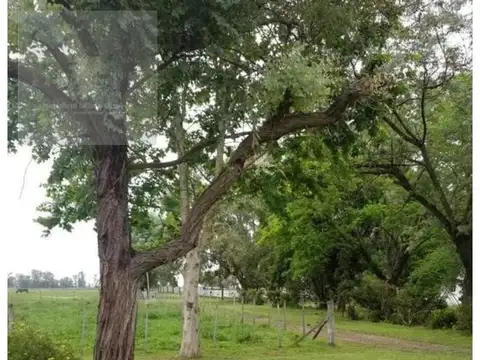 Chacra - Marcos Paz
