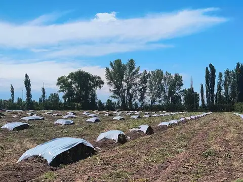 Finca 6 has. en Venta en La Consulta Valle de Uco