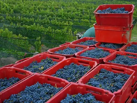 Terreno Campo  en Venta en Rama Caída, San Rafael, Mendoza, Argentina