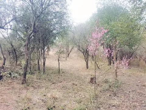 San Luis 100