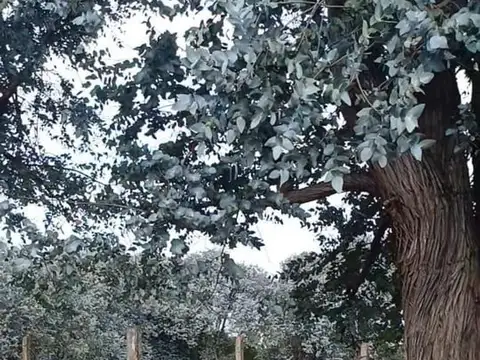 Barrio Los Sauces - Paraje Camino Viejo