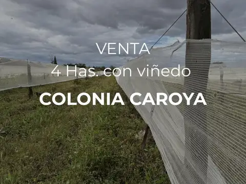   VENTA - 4 HECTÁREAS DE VIÑEDOS - COLONIA CAROYA
