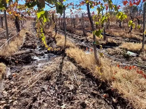 Finca de 12 Has En VentaTulumaya Lavalle