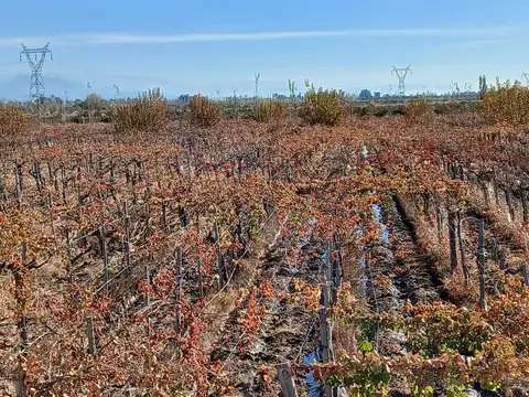 Finca de 12 Has En VentaTulumaya Lavalle