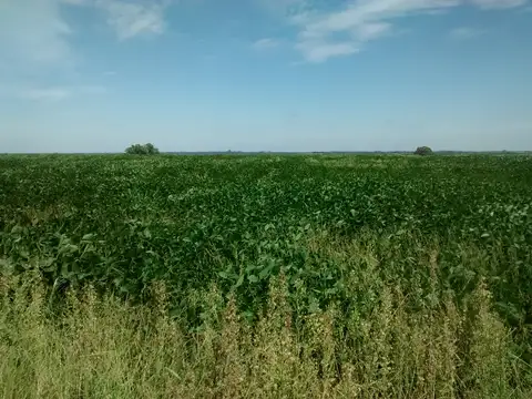 Campo agrícola en Gualeguaychú