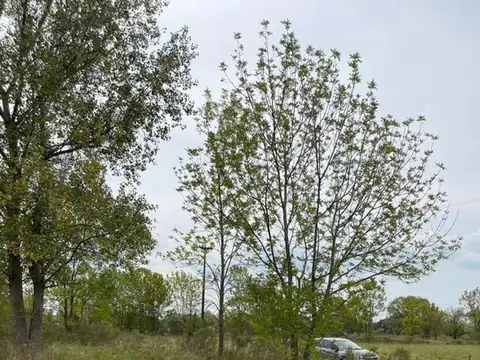 Molino Blanco - Exaltación de la Cruz