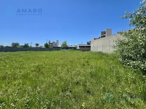El Jacaranda  y  El Algarrobo