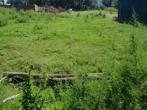 bellono alberto 1000