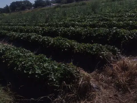 Camino 60 cuadras