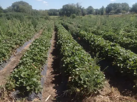 VENTA CAMPO AGRICOLA CAMINO 60 CUADRAS, CORDOBA