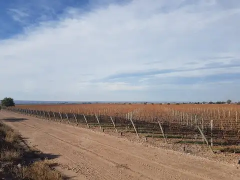 23 has Viñedo premium , excelentes Rindes , negocio llave en Mano