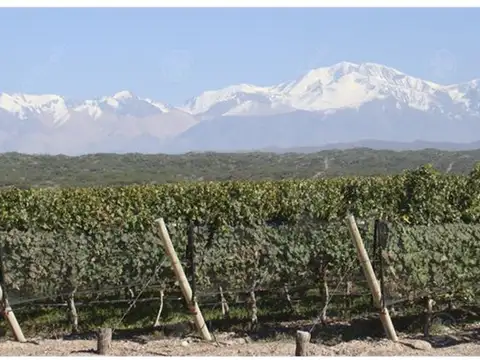 23 has Viñedo premium , excelentes Rindes , negocio llave en Mano