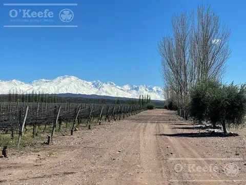 23 has Viñedo premium , excelentes Rindes , negocio llave en Mano