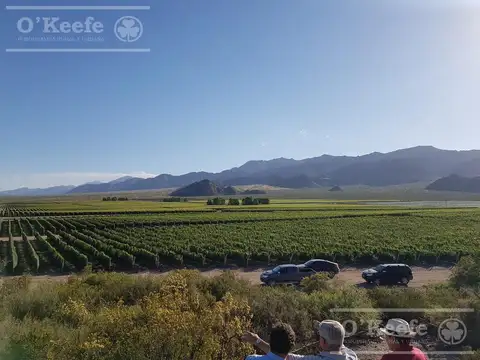 Viñedo Premium de altura en Mendoza en venta sobre Fracción de 23 Has - Oportunidad