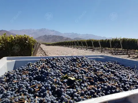 Viñedo Premium de altura en Mendoza en venta sobre Fracción de 23 Has - Oportunidad