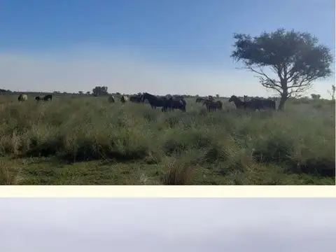 Campo en Venta de 1.500  ha