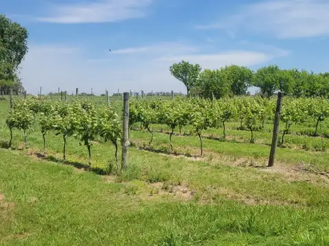 Terreno en Venta en Colonia del Sacramento, USD 34.500