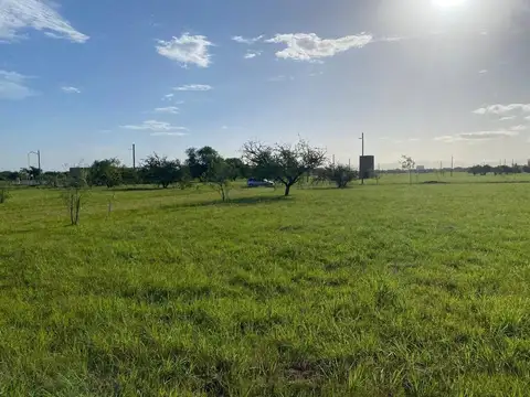 Juarez Celman