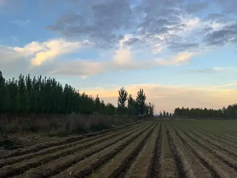 Venta de Finca/campo en Tunuyan