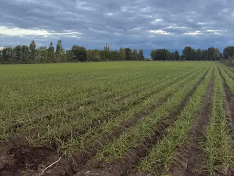 Venta de Finca/campo en Tunuyan