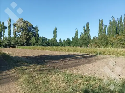 Venta Chacra 10 has - Cinco Saltos - Río Negro