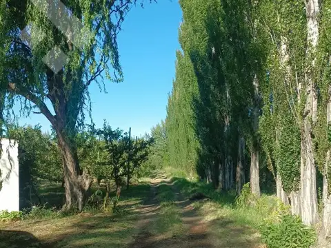 Venta Chacra 10 has - Cinco Saltos - Río Negro