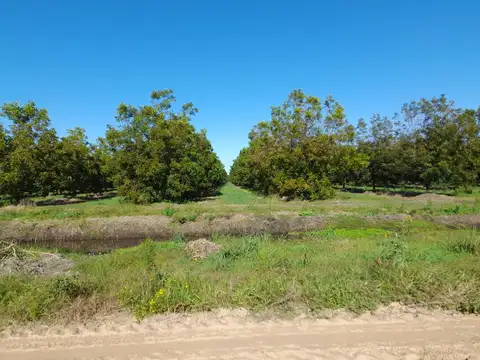 Complejo Alto Pecán