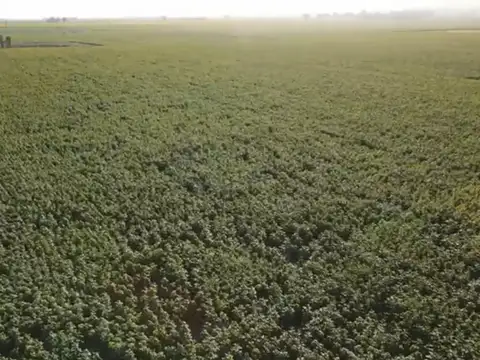 Campo en Balcarce