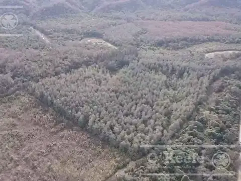 Campo  en venta de 6300 has en San Ramon De La Nueva Oran