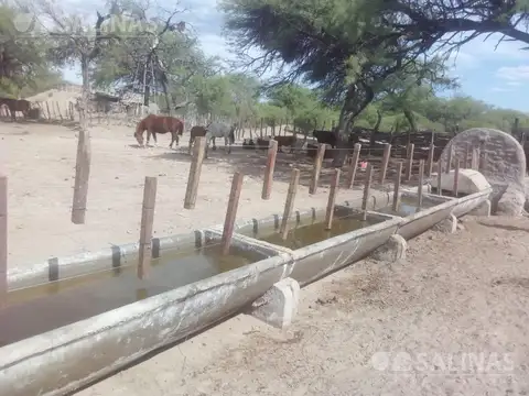 Campo Ganadero en Ayacucho, San Luis